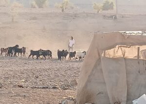 مستعمرون يقتحمون قرية شلال العوجا شمال أريحا